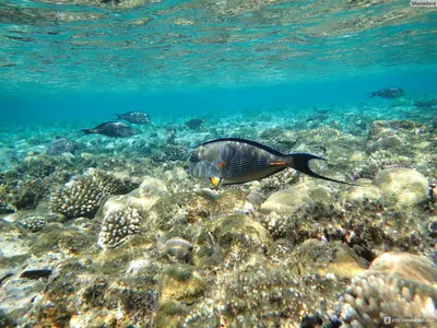 HD фотографии подводной природы Красного моря