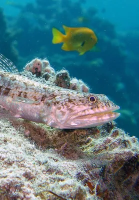 Бесплатные фотографии морских пейзажей Красного моря