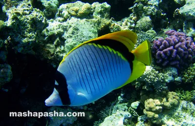 Уникальные моменты подводного мира красного моря: 10 фото в HD