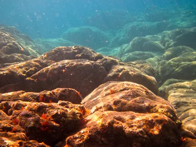 Свет и цвет под водой: Уникальные фотографии подводных ландшафтов.