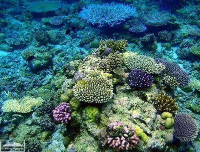 Подводный мир тихого океана  фото