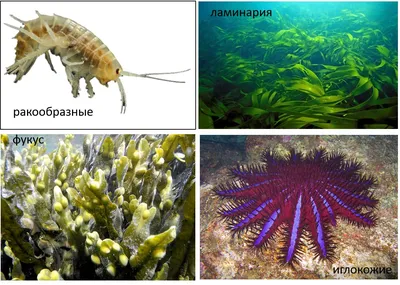 Подводный парадиз: Уникальные моменты в океане