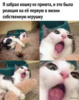 Загляни в мир смеха: фото, которые вызовут улыбку!