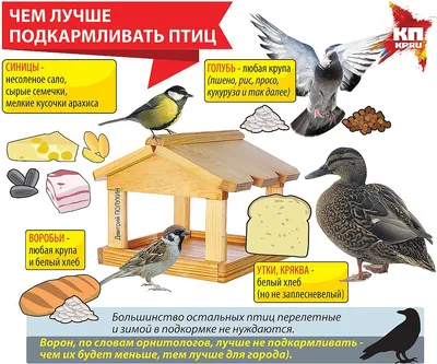 Покормите птиц зимой фотографии