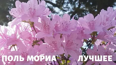 Неповторимый Поль Мориа в окружении морского простора