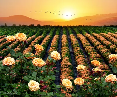 Восхитительное изображение розы в различных форматах