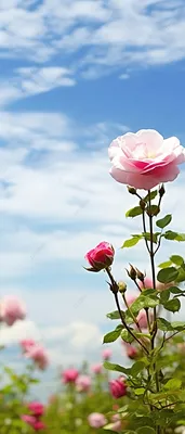 Изящная фотка розы для творческих задумок