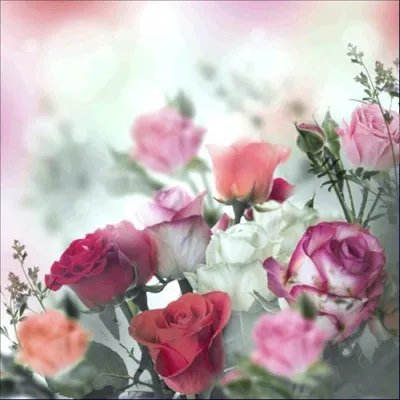 Великолепная фотография розы в формате webp