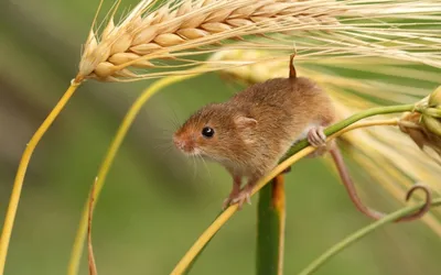 Изображение полевой крысы в формате PNG – размер M