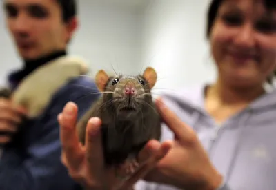 Полевая крыса на фото в формате JPG – размер L