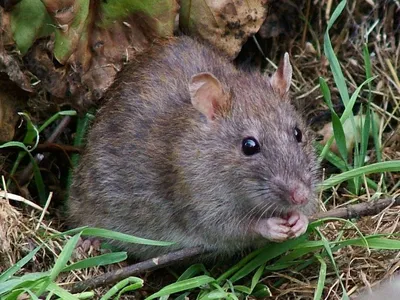 Картинка полевой крысы в формате WebP – размер S