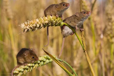 Фотография полевой крысы в формате WebP – размер S