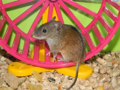 Фото полевой крысы – размер S