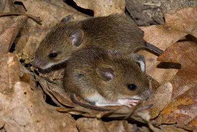 Картинка полевой крысы – размер L