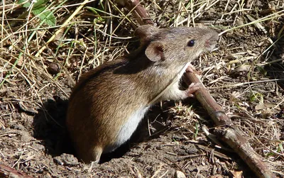 Фотография полевой крысы – размер M