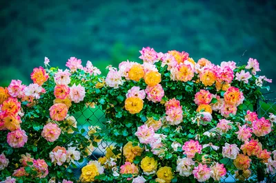 Фотография полевых роз в серии Цветочная красота