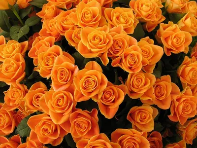 Розы на лугу - формат jpg, выбор размера