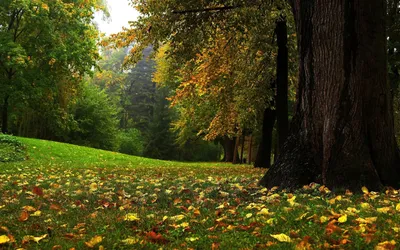 Загадочная красота: фото лесной поляны в разных размерах и форматах