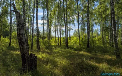 Природные чудеса: фотографии арта поляны в лесу.