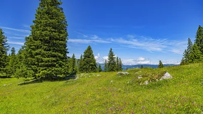 Величие природы: фотографии арта поляны в лесу в различных форматах.