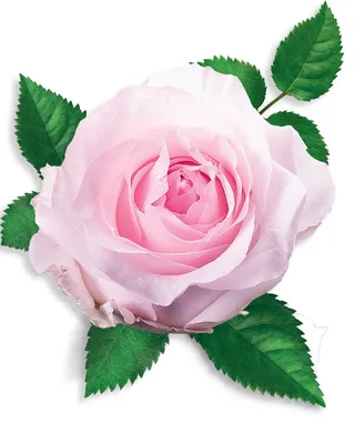Полиантовая роза де капо - оригинальное изображение