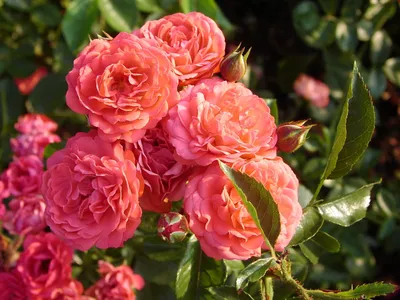 Уникальное изображение полиантовой розы де капо