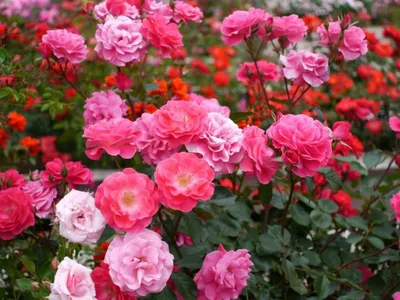 Полиантовая роза де капо - изображение для использования на сайте