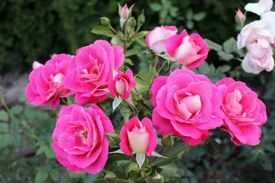 Изображение полиантовой розы де капо в формате webp