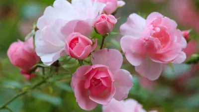 Фото прекрасной полиантовой розы де капо