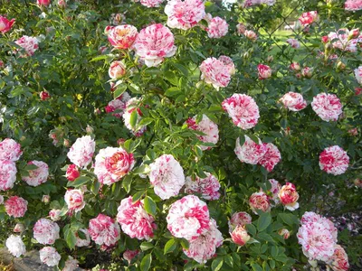 Полиантовая роза де капо - картинка для печати