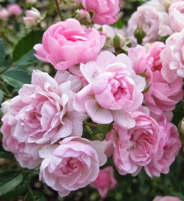 Качественное изображение полиантовой розы де капо