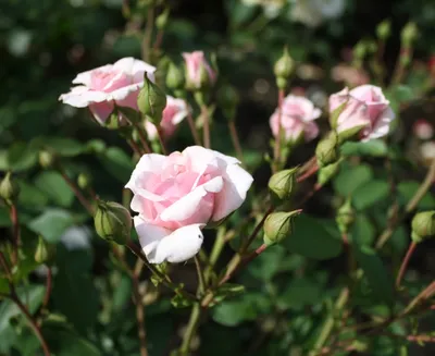 Изображение полиантовой розы де капо в формате jpg