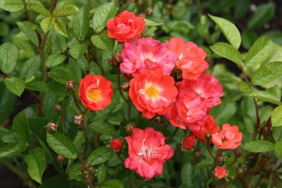 Удивительное фото полиантовой розы де капо
