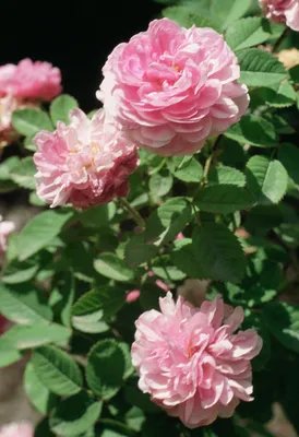 Изображение полиантовой розы де капо для использования в дизайне
