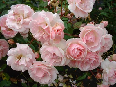 Фото полиантовой розы де капо с яркими оттенками