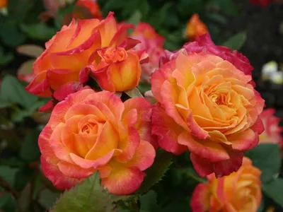Полиантовая роза де капо - выберите подходящий размер изображения