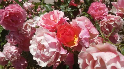 Превосходное изображение полиантовой розы де капо