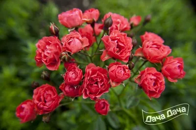 Полиантовая роза де капо - изображение для скачивания в jpg