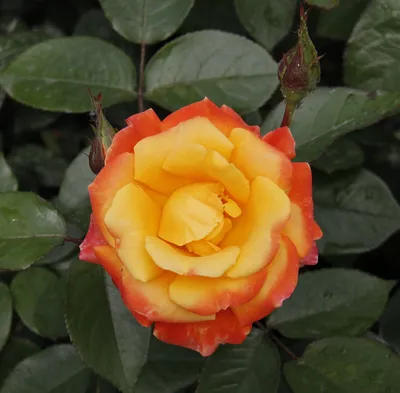 Шикарная фотография полиантовой розы де капо