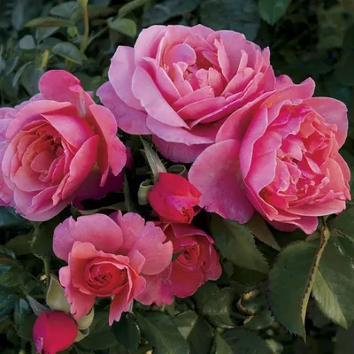 Красочная полиантовая роза де капо на странице