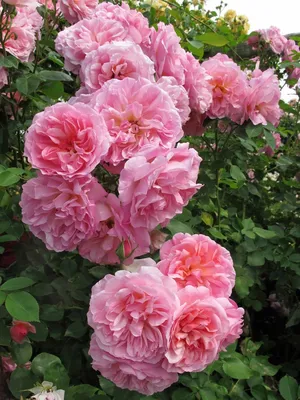 Изображение полиантовой розы де капо с возможностью выбора формата