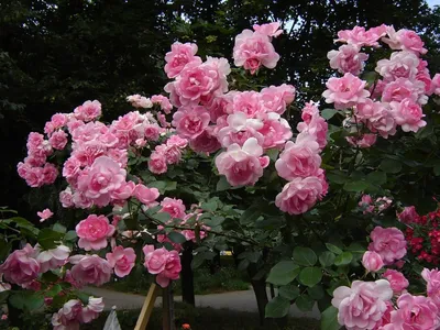 Фото, запечатлевшее красоту полиантовой розы де капо