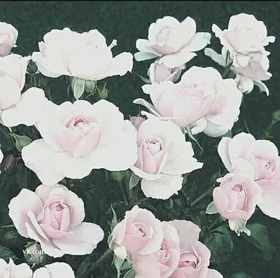 Полиантовая роза де капо - фотография с возможностью выбора размера