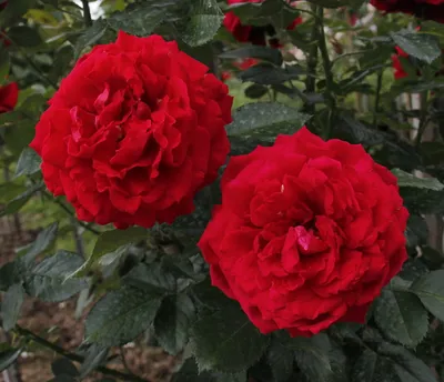 Изображение полиантовой розы де капо в качественном формате
