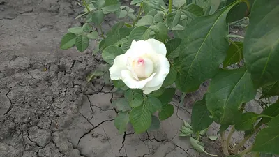 Полиантовая роза де капо - фотография с насыщенными оттенками