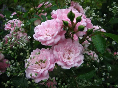 Фото, отражающее неповторимую красоту полиантовой розы де капо