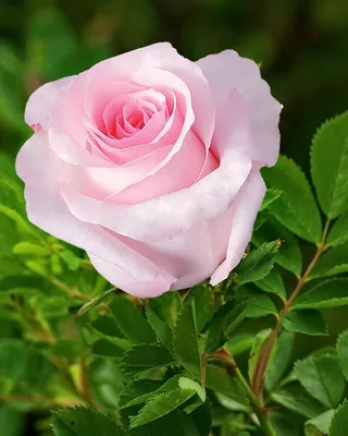 Полиантовая роза де капо - фотография с яркими цветами