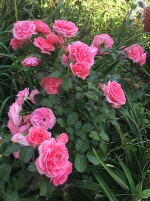 Превосходное фото полиантовой розы де капо для использования на сайте