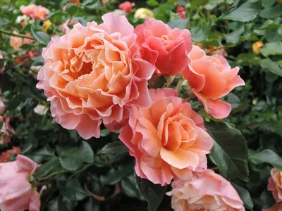 Полиантовая роза де капо - впечатляющее изображение