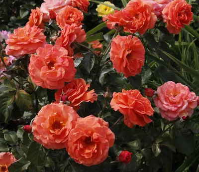 Фото полиантовой розы де капо с возможностью выбора формата для скачивания